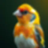 Understanding the Pricing of Finches: A Comprehensive Guide Introduction