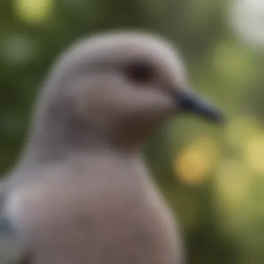 Habitat Preferences of the Ringed Necked Dove A close-up of ringed necked dove in its natural habitat