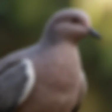 Nutritional Needs of the Ringed Necked Dove Nutritional setup for a ringed necked dove