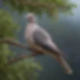 Ringed necked dove perched on a branch showcasing its unique plumage