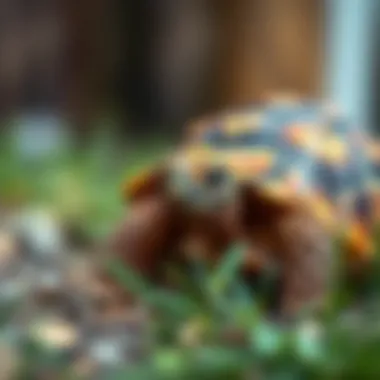 Understanding the Role of Calcium in Sulcata Tortoise Care Summary Understanding the Role of Calcium in Sulcata Tortoise Care Summary