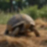 A variety of hay types suitable for tortoises, showcasing their fiber content and texture.