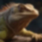 An elderly iguana basking under a heat lamp
