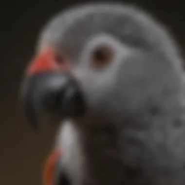 Close-up of a Timneh African Grey displaying its distinctive beak