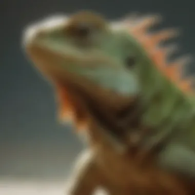 Impact of UVB on Iguana Skin Health A chart comparing healthy vs unhealthy iguana skin due to UVB exposure.