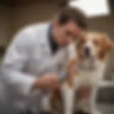 A veterinarian examining a dog in a clinical setting, showcasing pet care expertise.