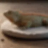 An iguana lounging on a heating pad, showcasing comfort and warmth.