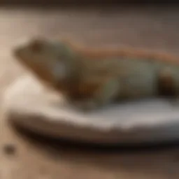 An iguana lounging on a heating pad, showcasing comfort and warmth.