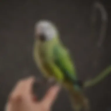 Exploring Various Leash Options for Quaker Parrots Different types of leashes suitable for Quaker parrots displayed together