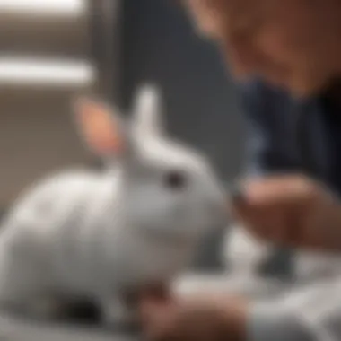 Veterinarian monitoring a rabbit's health