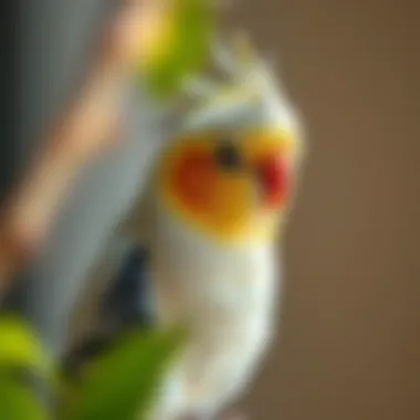 Notable What to Feed Cockatiels: A Comprehensive Guide Notable What to Feed Cockatiels: A Comprehensive Guide