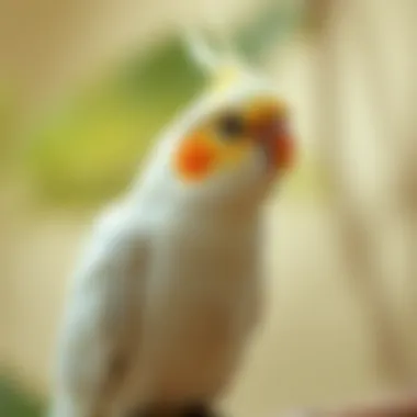 What to Feed Cockatiels: A Comprehensive Guide Summary What to Feed Cockatiels: A Comprehensive Guide Summary
