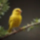 A vibrant yellow canary perched on a branch, showcasing its bright plumage.