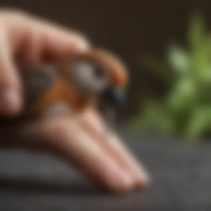 A checklist for evaluating bird nail clipping services