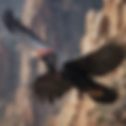 A majestic California condor soaring in the sky