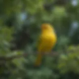 A vibrant yellow bird perched on a branch amidst green foliage